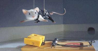 علماء أمريكيون يزيدون ذكاء الفئران عبر التلاعب بالموجات الدماغية