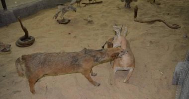 يضم جميع البيئات المصرية منذ الفراعنة.. جولة داخل متحف الحيوان بأسيوط.. صور