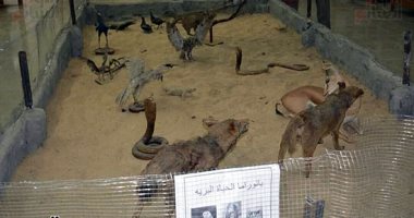 "متحف الحيوان" بانوراما الحياة البرية في مصر عبر العصور