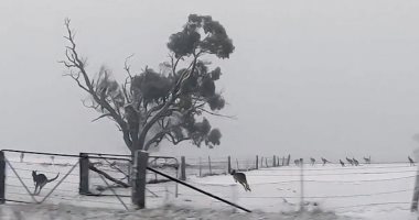 مشهد لن تراه كثيرا.. الكنجر يقفز ويستمتع بالثلوج فى أستراليا .."صور"