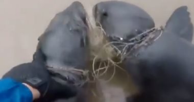 فيديو.. إنقاذ أسدى البحر مقيدين من رقبتيهما ببقايا شباك الصيد
