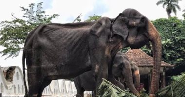 صحيفة إسبانية تنشر صورة لفيل 70 عاما يتضور جوعا فى مهرجان دينى بسريلانكا