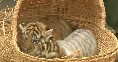 شاهد.. ولادة ثلاثة أشبال لنمور البنغال من النوع المهدد بالإنقراض فى بيرو