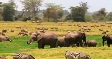 شاهد حظر بيع صغار الفيلة من إفريقيا إلى العالم 