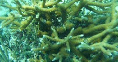 تفاصيل اكتشاف بيانات عن تغير المناخ فى الشعاب المرجانية