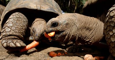 السلاحف العملاقة تزين حديقة "لا فانيل" الطبيعية فى موريشيوس