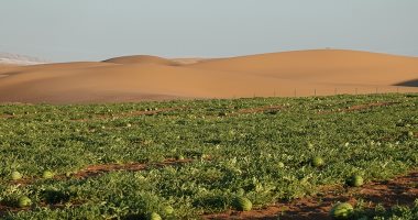لدعم الزراعة بالدول العربية.. طريقة جديدة لتحويل الصحراء إلى تربة (صور)