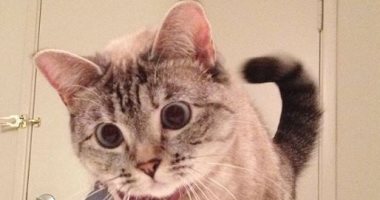 القطة "نالا" تربح 8 ألاف دولار عن كل بوست عبر حسابها على إنستجرام..فيديو