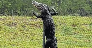 شاهد.. تمساح يتسلق قاعدة عسكرية أمريكية فى ولاية فلوريدا