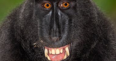 بورتريهات رائعة لقرود وشمبانزى تبرز التشابه الكبير مع البشر