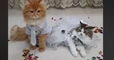 حفل زفاف قطط يثير الجدل على السوشيال ميديا.. شوف سالى وبوبوس فى الكوشة