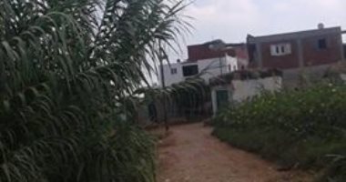 قارىء يشكو نمو البوص بجانبى طريق قرية احمد عبد الجواد بكفر الشيخ