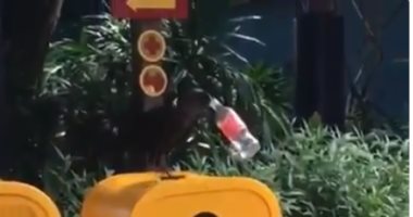 طيور بتحس.. طائر يمسك زجاجة بلاستيكية بمنقاره ليلقيها بصندوق القمامة 