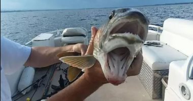 العثور على سمكة بـ«فمين» فى بحيرة بولاية نيويورك ..صور