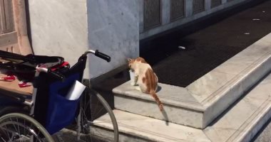 فيديو.. حاج يروى ظمأ قطة أثناء بحثها عن الماء بمحيط المسجد النبوى