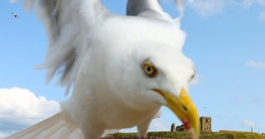 دروس فى المدارس ببريطانيا لتعليم الأطفال كيفية التعامل مع هجمات الطيور