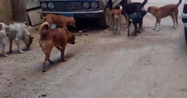 شكوى من انتشار الكلاب الضالة بمنطقة الطوابق فيصل