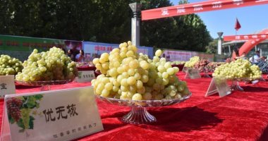 ماذا تعرف عن مهرجان العنب فى الصين ؟.. إعرف التفاصيل 