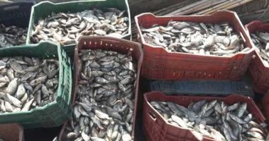 محافظ الفيوم: خطة لتنمية الثروة السمكية ببحيرة وادى الريان 
