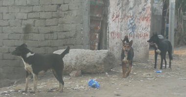 اضبط مخالفة.. انتشار الكلاب الضالة بقرية كفر الجنينة فى المحلة.. صور