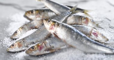 تناول الأسماك الزيتية يقلل الإصابة بأمراض الكلى