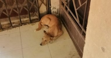 شكوى من انتشار الكلاب الضالة بشوارع مدينة العبور بالحى الأول