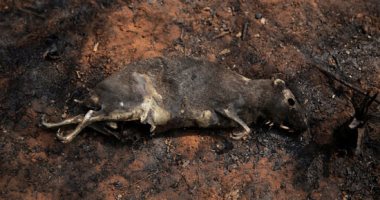 تفحم الحيوانات بسبب حرائق الغابات فى بوليفيا