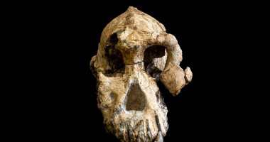 علماء يكتشفون جمجمة مكتملة عمرها 4 ملايين عام