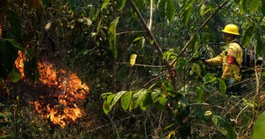 استمرار جهود إخماد حرائق الغابات فى الأمازون