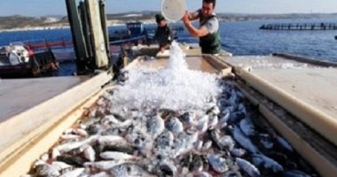 تعرف على مواعيد حرف الصيد المقرر وقفها بالبحر الأحمر حفاظا على المخزون السمكى