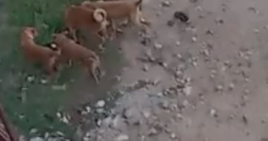شكوى من استمرار من انتشار الكلاب الضالة بشارع محمد مبروك بشتيل
