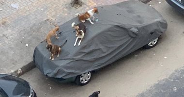 شكوى من انتشار الكلاب الضالة بشارع العيسوى فى الإسكندرية