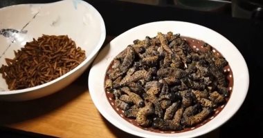 شاهد.. أول مطعم يقدم وجبات من الحشرات فى جنوب أفريقيا