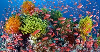 صدفة غير متوقعة.. اصطدام يخت بالشعب المرجانية يكشف عن طن كوكايين بأستراليا