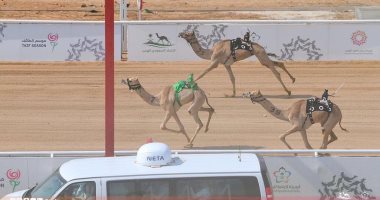صور.. نتائج سباقات اليوم للهجن بميدان الطائف بالسعودية