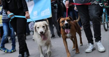 مدينة زامورا الإسبانية تفرض ضريبة بقيمة 9 يورو سنويا على اقتناء الكلاب