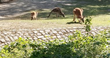 فيديو وصور.. شاهد لقطات نادرة لحديقة حيوان برلين 