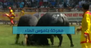 فيديو.. مهرجان سنوي لمصارعة الجاموس في فيتنام