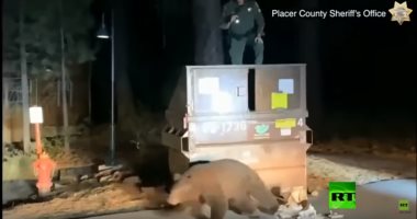 فيديو.. ضابط شرطة ينقذ دبًا من الموت حشر داخل صندوق