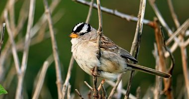 الاحتباس الحرارى يهدد بانقراض 389 نوعًا من الطيور بأمريكا الشمالية