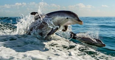 تحذيرات: الدلافين ببحر المانش تحتوى على مستويات عالية من الزئبق السام 