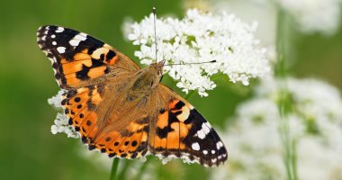 بسبب تغير المناخ.. نوع من الفراشات يهاجر بأعداد غير مسبوقة إلى بريطانيا