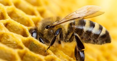 نصائح لتخفيف تأثير ارتفاع درجات الحرارة على طوائف نحل العسل  