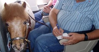 بيعملوا إيه هنا؟!.. ديك وحصان وبطة على متن رحلات طيران أمريكية.. " صور"
