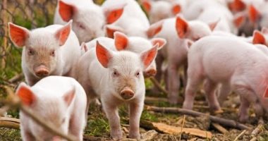 كوريا الجنوبية تعدم 7 آلاف خنزير لوقف انتشار حمى الخنازير الأفريقية