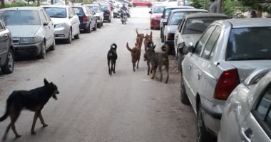 قارئ يشكو من انتشار الكلاب الضالة بشارع السوق بمنطقة بشتيل