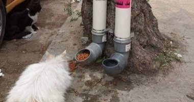 الراحمون يرحمهم الله..صور لـ"دراى فود وماء" لقطط الشوارع على السوشيال ميديا