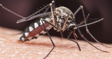 دراسة إيطالية: البعوض لا يمكنه نقل الفيروسات التاجية