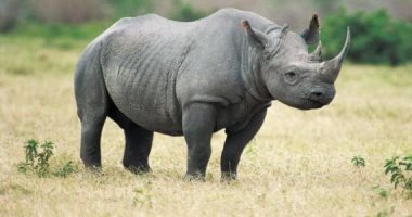 تراجع حالات الصيد الجائر لحيوان وحيد القرن فى جنوب أفريقيا