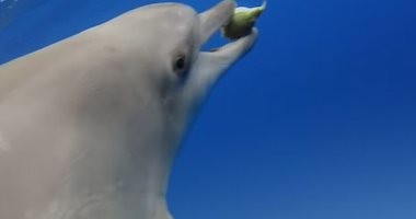  دماغ.. شاهد مجموعة من الدلافين تلعب بالسمكة المنتفخة السامة